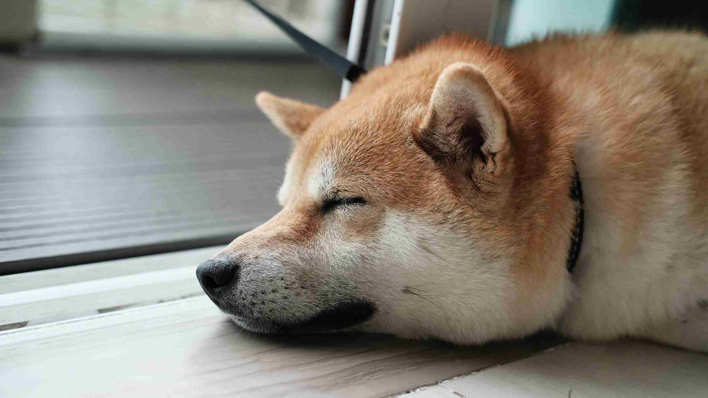 SHIB、狗狗币在 Shibarium 遭黑客攻击损失 240 万美元后下跌，Memecoin 承压