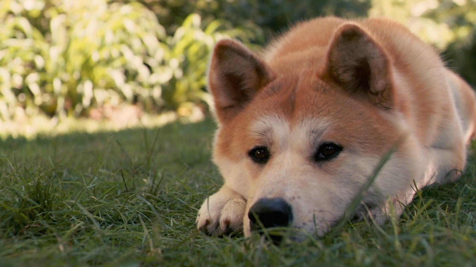柴犬 (SHIB) 2026 年警告：你需要知道些什么